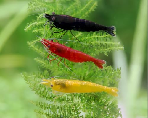 Garnelen Garnelio Deutscher Garnelenmix L | Neocaridina davidi für Aquarium & NanoCube fürs Aquarium - je 4X Black Sakura, Red Fire Yellow Fire 12st.