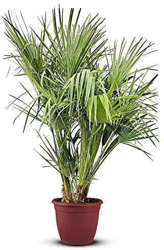 Tropictrees Chamaerops Humilis | palmier nain Resistant au froid | Hauteur 120/140cm Petite taille | protection de balcon |
