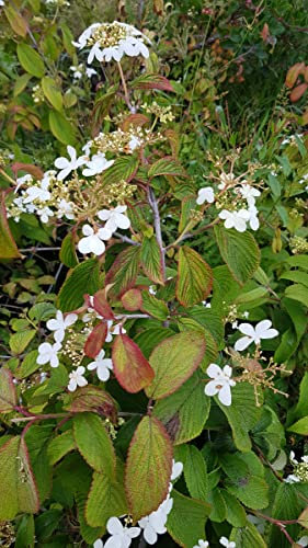 Viburnum plicatum 'Kilimandjaro' / Viorne de Chine colonnaire/Conteneur de 3 à 4 litres