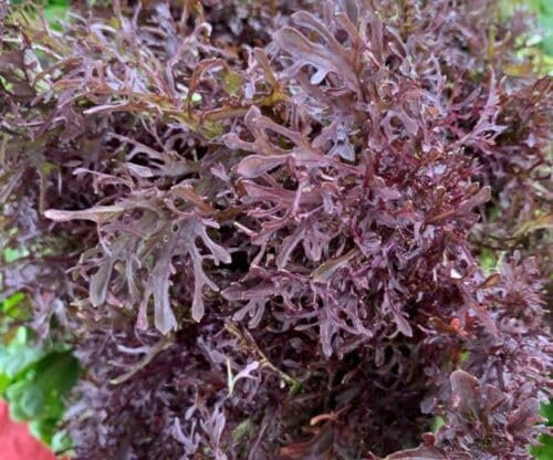 Buy4seeds 18 Seeds Mustard Red Frills. Japanese Asian Spinach Leaf Salad Vegetable Seeds Easy to Grow