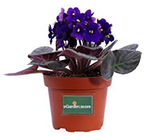 Pianta di Violetta Africana Pianta di Saintpaulia pianta da interno fiorita pianta da fiore pianta ornamentale di Violetta pianta vera venduta da eGarden.store (Viola)