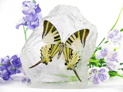 In Kunstharz gegossene Schmetterlinge, Insekten, Skorpione und mehr. Briefbeschwerer, Icemountain, nicht scharfkantig (Schmetterling 10)