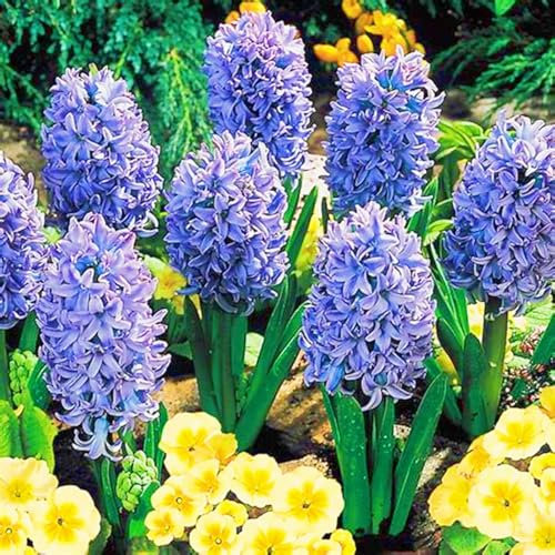Hyacinth Bulbs UK Hyacinth Plant/Garden Flowers/Ornamental Flowers/Wedding Flowers-5bulbs-a