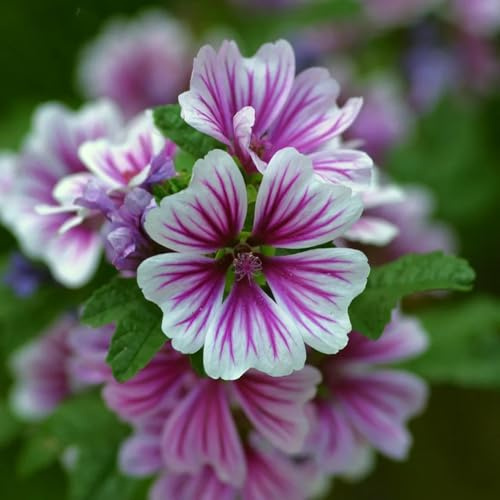 Semi di malva, Semi di Malva Selvatica, Malva Sylvestris, Le da giardino roccioso sono resistenti biologici autunnali 100pcs