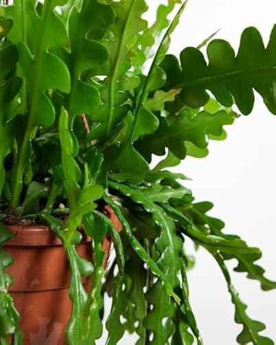 Cactus Zig-Zag Descubre la Magia de Epiphyllum Anguliger - Planta Suculenta Natural