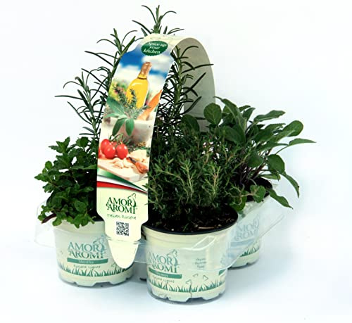 Piante di erbe aromatiche in vaso (8)
