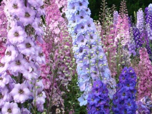 150 graines PIED D'ALOUETTE MIX (Delphinium Ajacis) G392 ROCKET LARKSPUR SEEDS MIX