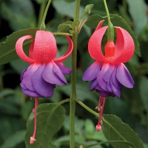 Plant Theory Army Nurse Fuchsia Fuchsia Shrub Plant 2L Pot
