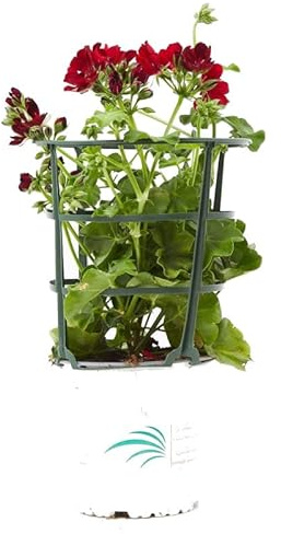 Geranio Gitanilla Natural una Planta Clásica que Nunca Pasa de Moda