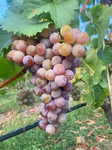 Tafeltraube Nelly | robuste & pilzresistente Rebe | Knackig-süße, rosarote Beeren | Perfekt für Garten & Balkon | 3-jährige getopfte Weinrebe