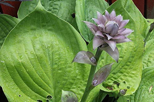 Home Comforts Hosta Ribbed Leaf Plantain Lily Leaves Green-20 Inch By 30 Inch Laminated Poster With Bright Colors And Vivid Imagery-Fits Perfectly In Many Attractive Frames