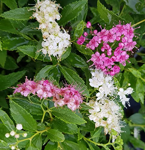 Spiraea japonica 'Shirobana' / Spirée japonaise naine rose et blanche/Conteneur de 3 à 4 litres