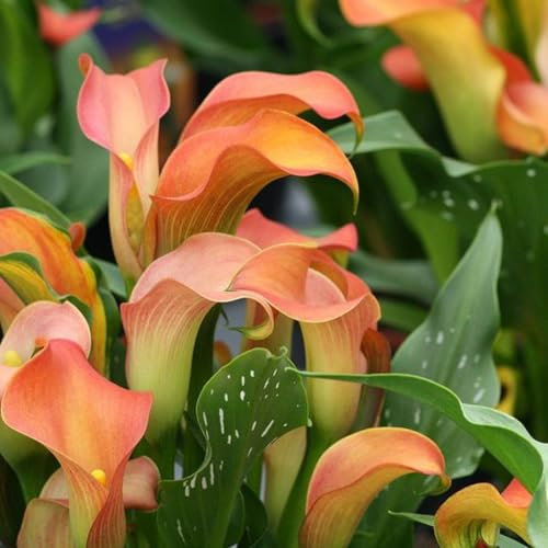 Calla Lily Bulbs-Calla Lily Plant Calla Lily Bulbs for Planting Now UK,Wedding Flowers,Garden Flowers,Hardy Perennial,Plant Bulbs-2bulbs-e