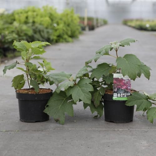 Hydrangea quercifolia 'Burgundy' Stunning Oak-Leaf Hydrangea with Large White Flowers and Intense Autumn Red-Purple Foliage 1X 3 Litre Pot by Thompson and Morgan