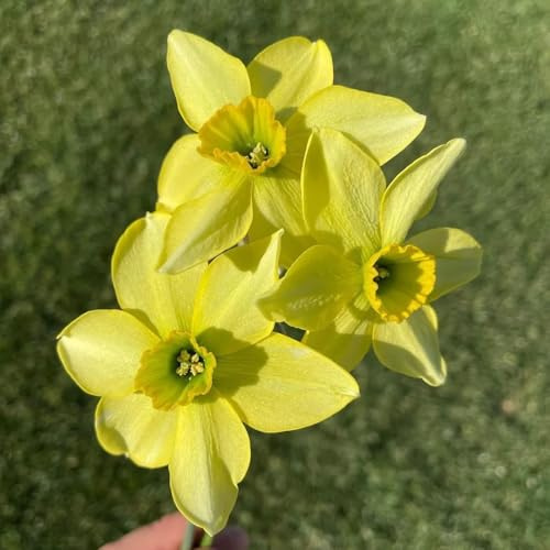 Narzissen, balkonpflanzen outdoor exotische zimmerpflanzen zwiebelblumen seltene balkongewächshäuser gartendeko für draußen blumenzwiebel gartenblumen zimmerbonsai blumengarten 2Zwiebeln