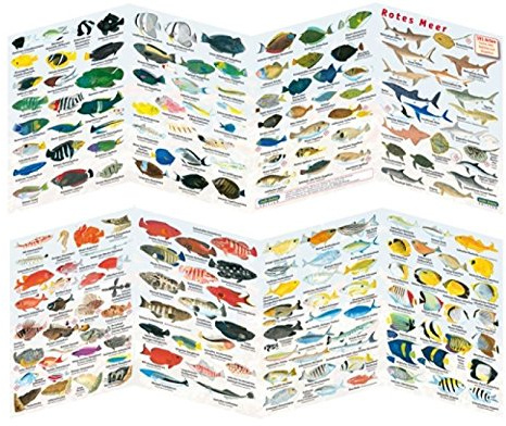 Fischfaltblatt Fischbestimmungskarte Faltblatt zur Fischbestimmung Mittelmeer, Süßwasser, Rotes Meer (Rotes Meer)