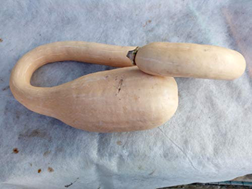 Portal Cool Squash Trombetta di Albenga Semi di Zucca