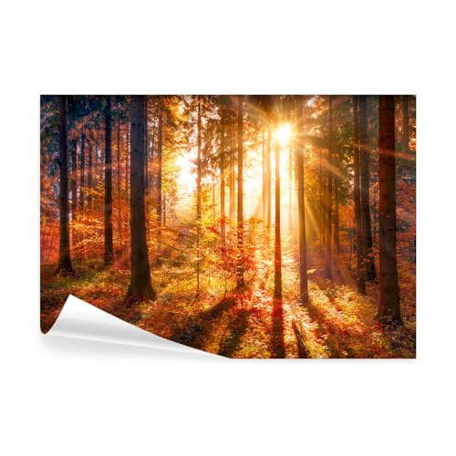 decomonkey Premium Fototapete Wald, 400x280 cm, XXL, Herbst Natur, Vlies | Landschaft, Schlafzimmer, Wohnzimmer, Design, Tapete, Fototapeten, Tapeten, Vliestapete, Wandtapete, moderne, Wandbild, Wand
