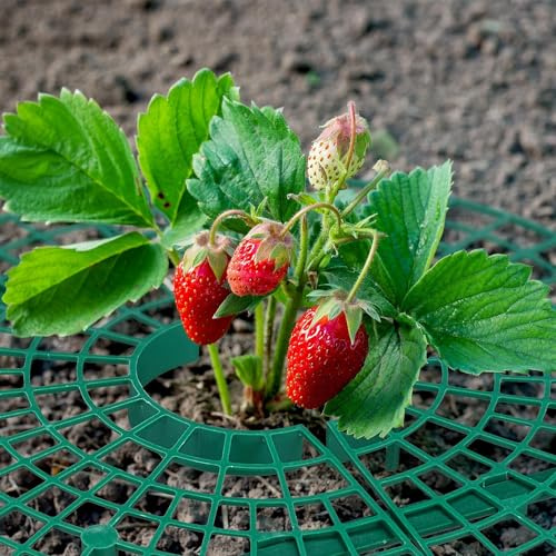 Skybook 15er Set Erdbeerreifer Schneckenschutz Erdbeeren Kunststoff Erdbeergitter gegen Fäulnis Schimmel
