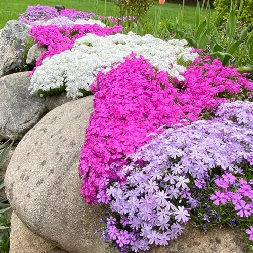 Semillas de Phlox de alfombra - Decoración de jardín para exteriores Phlox subulata - balcón, jardín de rocas resistentes 800pcs