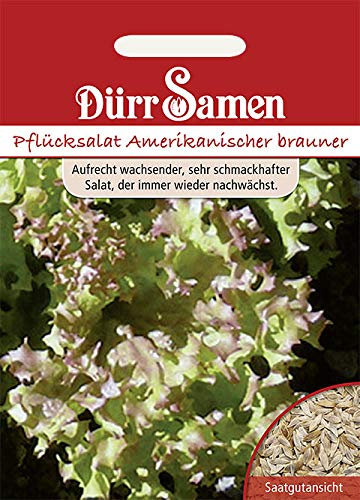 Dürr-Samen - 1.000 x Pflücksalat Amerikanischer Brauner Saatgut für Garten, Hochbeet & Gewächshaus - Gemüsesamen Saat für Gemüsegarten - Salatsamen nachhaltig - Salat Samen zum Pflanzen