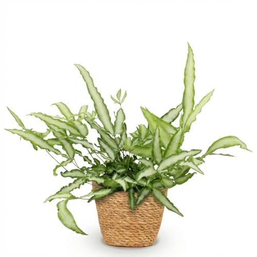 Pteris Cretica Albolineata - Helecho espada con cesta, maceta de 12 cm de diámetro, 20 cm de altura, planta verde, fácil de limpiar, para salón, oficina, dormitorio