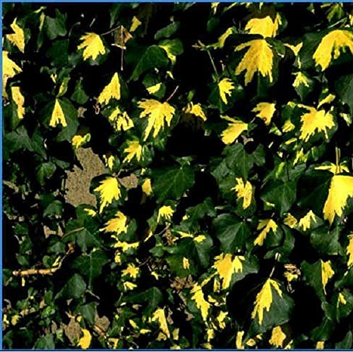 Hedera Helix 'Goldheart' - Efeu 50-60 cm Pflanzcontainer
