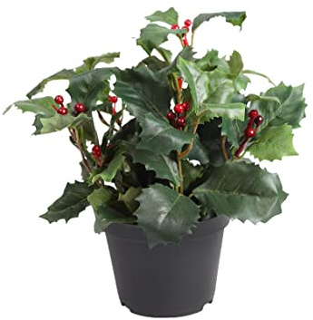 Acebo Natural o Ilex Aquifolium Árbol Propio de las Estaciones más Frias