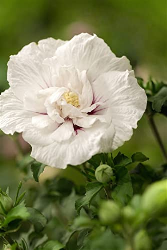 Gartenhibiskus Hibiscus syriacus White Chiffon 40-60 cm winterhart | Reinweiße Blüten, sonniger Standort, schnittverträglich, bienenfreundlich, ideal für Beet, Kübel und Sichtschutzhecke