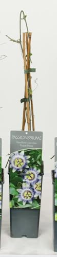 Pianta di passiflora Caerulea su vaso alto cm 14 Una pianta