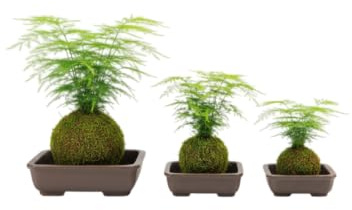 DECOALIVE Kokedama Artesanal Asparagus Setaceus – Helecho Plumoso Planta Viva Interior