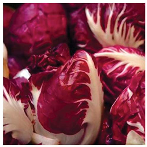Earthcare Seeds Radicchio Rosso di Verona 600 Seeds (Cichorium intybus) Non GMO - Open Pollinated Heirloom