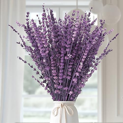Dried Purple Lavender Flowers Bundle-Dried Preserved Lavender Bouquet 15-17 for Shower Weeding Home Vase Decor, Crafts, Aromatherapy, Fragrance, Fresh Silk Dry Live Plants, 50g(1.76oz)