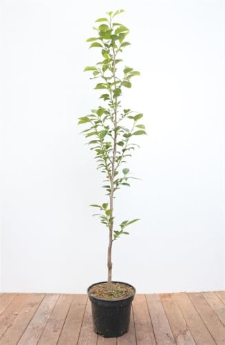 Diospyros kaki 'Ernesto' 125-150 cm – Mehrjährig, Pflegeleicht – Kaki/Kakibaum – Obstbaum für Garten & Kübel