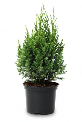 Chinesischer Wacholder Juniperus chinensis Stricta 30-40 cm winterhart | Säulenform, sonnig bis halbschattig, ideal für Sichtschutz, schnittverträglich, robust, langlebig im Garten