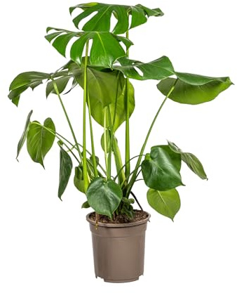 Monstera Deliciosa Tauerii - 70-80cm - Ø21cm - Zimmerpflanze - Immergrün