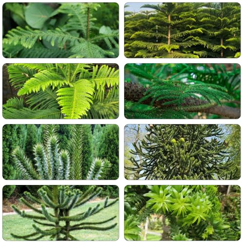 araucaria araucana - kräutersamen bonsai topf pflanzensamen kräutergarten gewächshaus balkon pflanzenkübel stauden winterhart mehrjährig balkongarten gartenkräuter wildkräuter 25samen