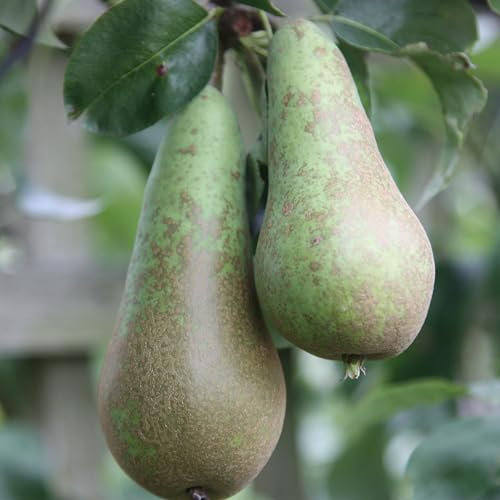 Plant Theory 1.2m Pear Conference Fruiting Outdoor Fruit Tree 9L Pot QA Rootstock