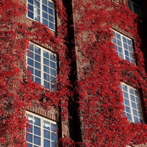 Semi di vite selvatica, rampicanti resistenti all'inverno Parthenocissus tricuspidata, decorazione da giardino per esterni decorative per esterno resistenti 400pcs