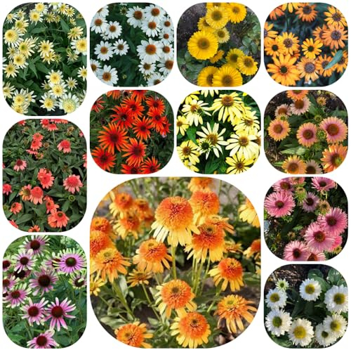 semi di echinacea, vecchie varietà resistente 420pcs