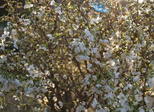 Prunus incisa `Kojou no mai´, Geschlitzte Zierkirsche, gut verzweigt, 40-60cm im Topf
