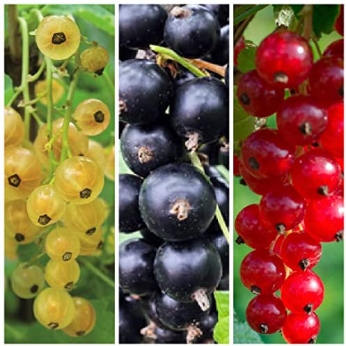 Currant Plant Mix x 3 Plants - 20-30cm in Height - Mix of Currant Bushes Inc Vars Like Blanka - Witte Parel - Werdavia
