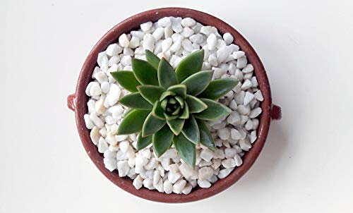 Decorative Stones, Pebbles & Chippings | Marble | Pot Topper | Succulents | Garden & Home Decor (Alpine White Chippings 1kg)