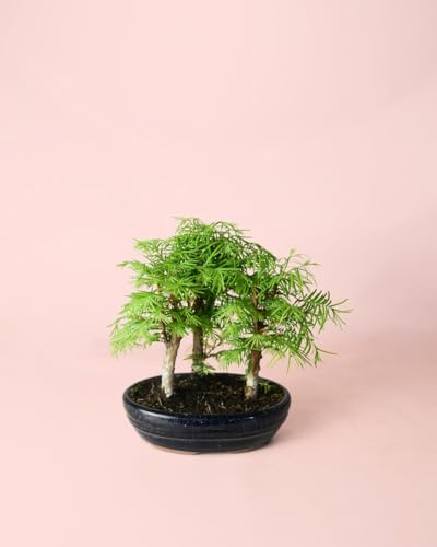 Bonsái Metasequoia | Plantas Naturales | Pur Plant