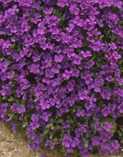 50 Aubrieta Royal Violet Seeds - Aubretia Violet Perennial Seeds