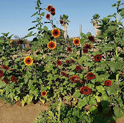 Welldales 30 UK Skyscraper Coloured Giant Sunflower Seeds Variety Pack Giant Titan Heads