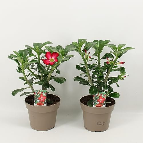 Adenium obesum rot - Wüstenrose - Topf 10,5cm - Höhe 25-40cm Zimmerpflanzen