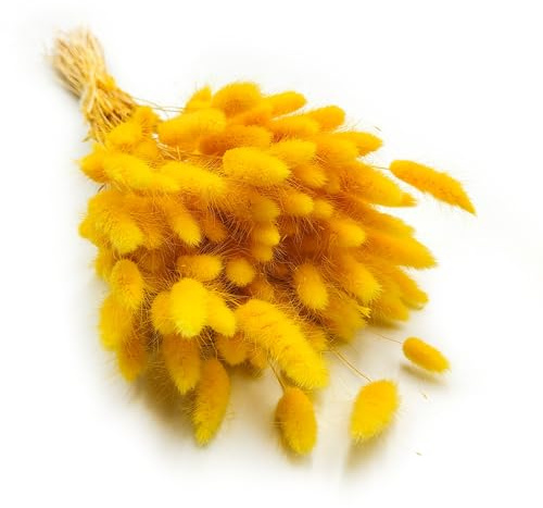 Enchanted Dekogras Getrocknetes Gras Ziergras Hasenschwänze Lagurus Ovatus Samtgras Häschen-Schwanzgras Trockenblumen Natürlich Boho 120 - 150 Stück 100 g Gelb