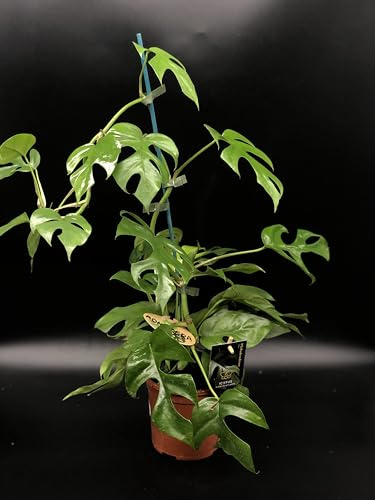 Plante de MONSTERA MINIMA - en pot Ø 14 cm - H. 50/60 cm