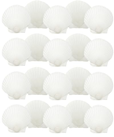 Bliceon Natural White Seashells, 20 Pcs Natural Small Shell 7 To 8 CM DIY Projects, Beach Decor, Weddings, Painting and Crafts, Bulk Beach Shells